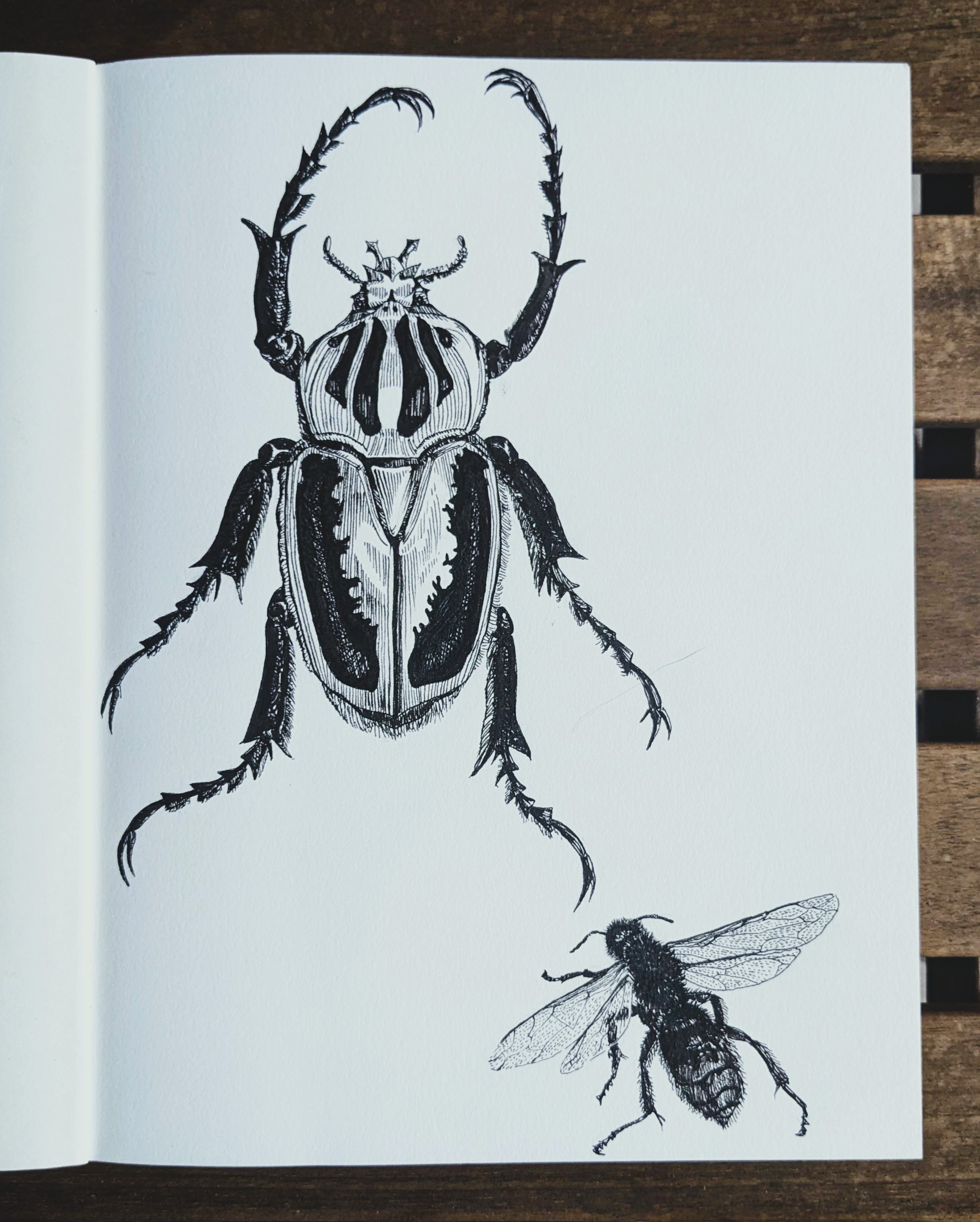 Pen and Ink of Two Bugs